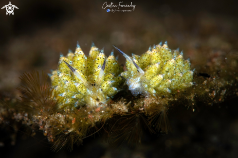 A Nudibranch