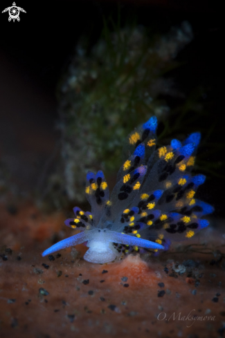 A Nudibranch Stiliger sp. 