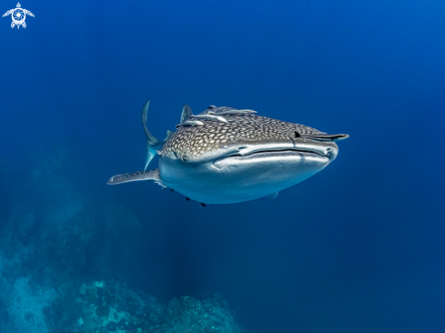 A Whale Shark