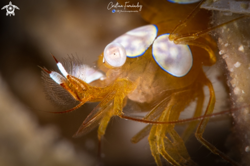 A Thor amoinensis | Shrimp