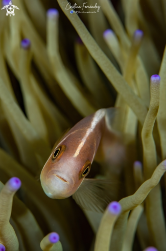 A Amphiprion akallopisos | Clown fish