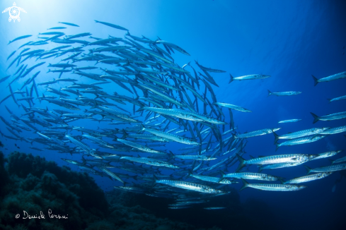 A Barracuda