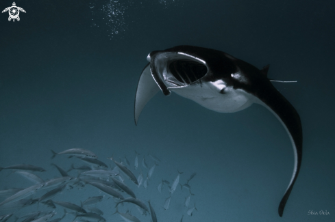 A Mobula Alfredi | Reef Manta Ray