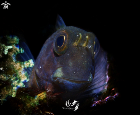 A Blenny