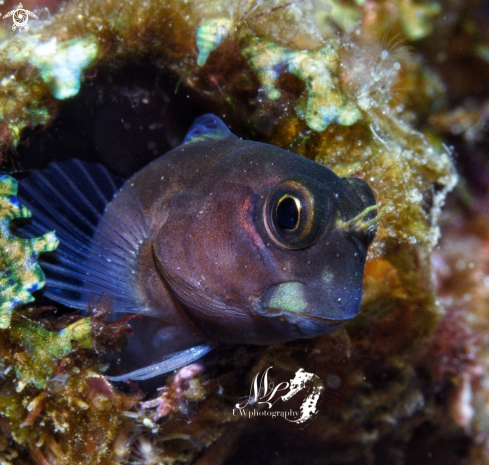 A Blenny 