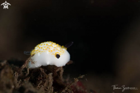 A Nudibranch 