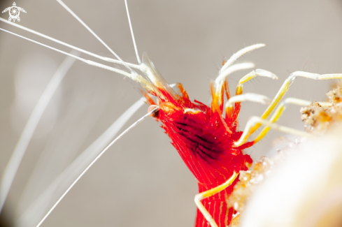 A Red Striped Cleaner Shrimp