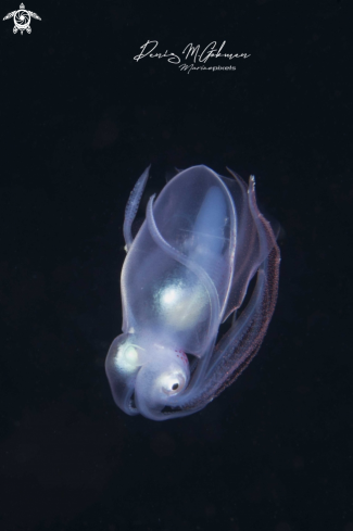 A thysanoteuthis rhombus | diamond squid