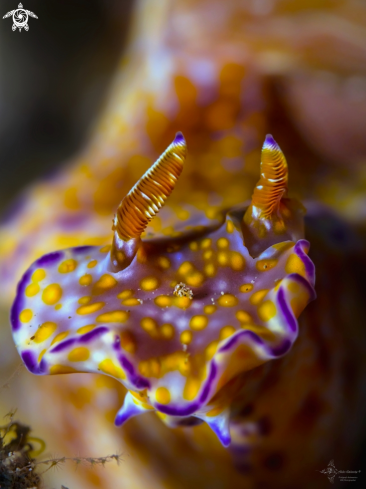 A Hypselodoris sp. 12, NSSI2 | Nudibranch