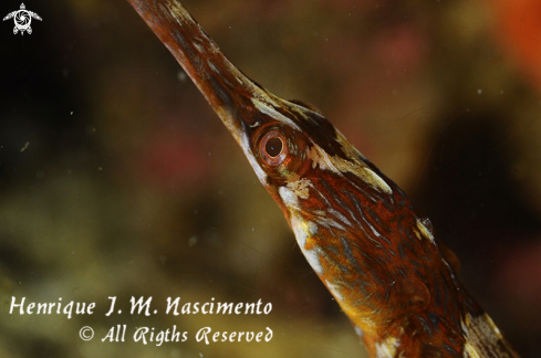 A Syngnathus acus | Marinha