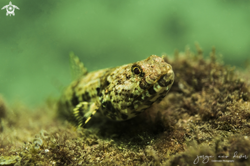 A Lizardfish