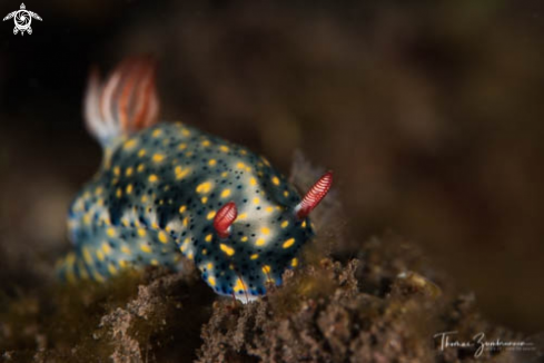 A Nudibranch 