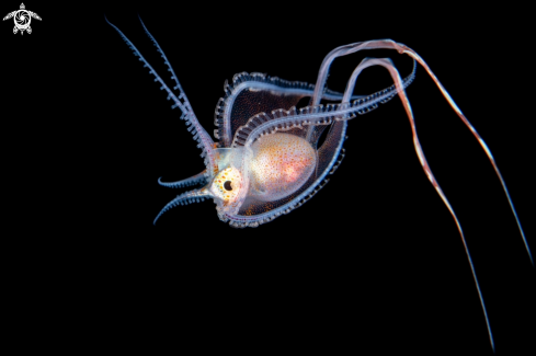 A Blanket Octopus | Blanket Octopus