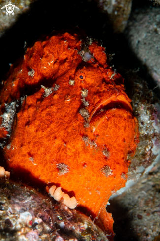 A Antennarius commerson | Giant Frogfish