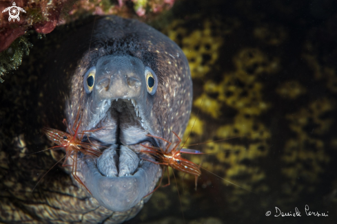 A Muraena helena | Murena