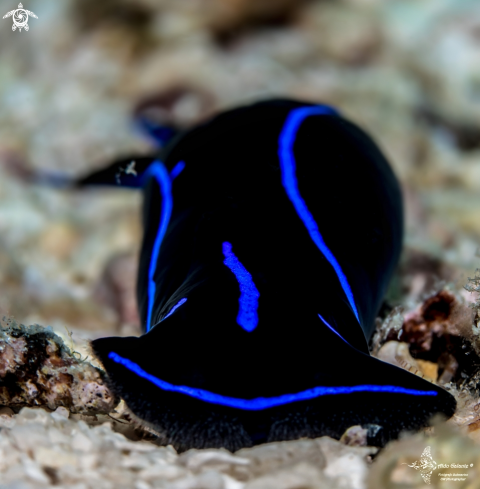 A Chelidonura varians (Eliot, 1903) | Sea Slug