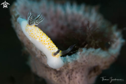 A Nudibranch 