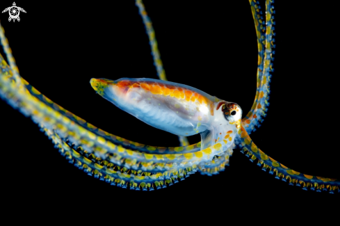 A Macrotritopus sp. | Long Arm Octopus