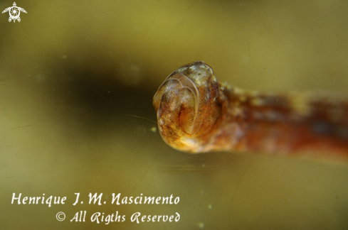 A Syngnathus acus | Marinha