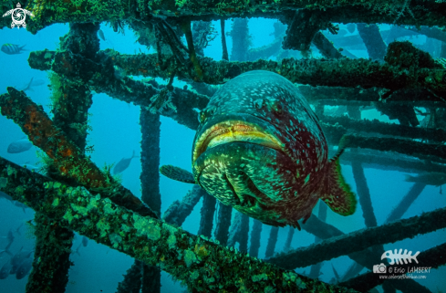 A Epinephelus quinquefasciatus