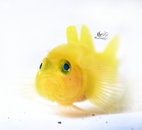 A Yellow Gobyfish