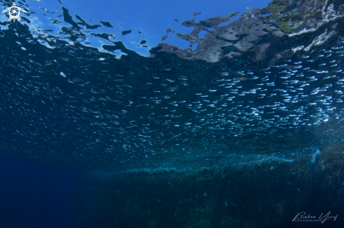 A Tropical silverside