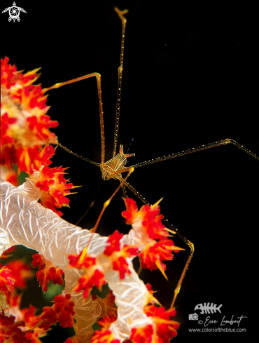 A spider crab