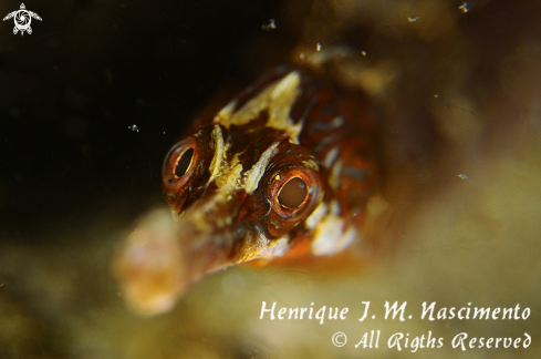 A Syngnathus acus | Marinha