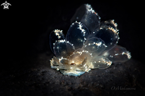 A Butterfly Slug  (Cyerce sp.) 