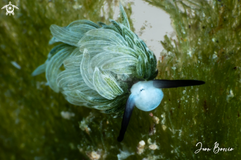 A Costasiella usagi | Sheep nudi