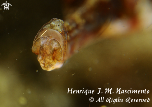 A Syngnathus acus | Marinha