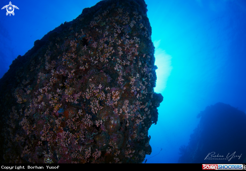 A Underwater Rock