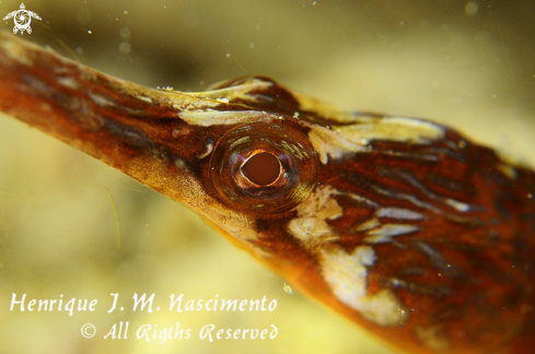 A Syngnathus acus | Marinha