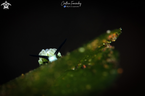 A Costasiella usagi | Nudibranch