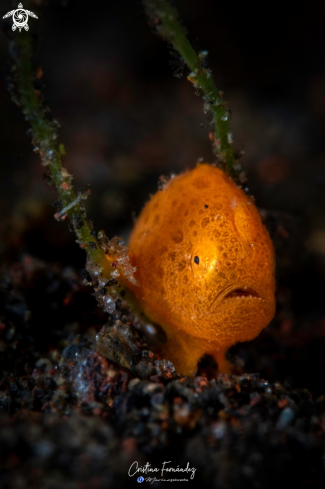 A Antennarius pictus | Frogfish