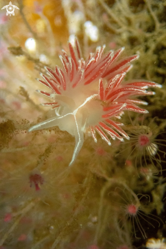 A Nudibranch