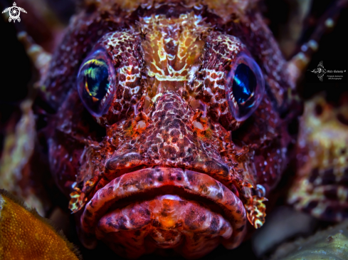 A Dwarf Lionfish