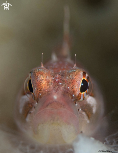 A Ringed Blenny