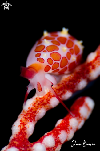 A Primovula rosewateri | Ridged Egg Cowry