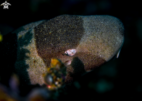 A Chiloscyllium punctatum (Müller & Henle, 1838) | Brown-Banded Bamboo Shark 