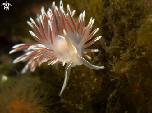 A Nudibranch