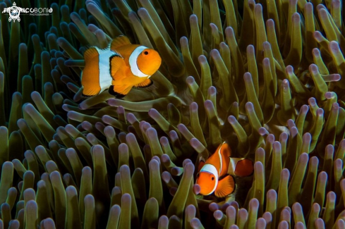 A Amphiprioninae | Pesce pagliaccio e anemone