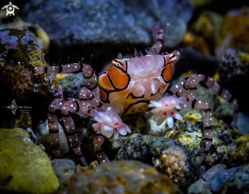 A Lybia tessellata (Latreille in Milbert, 1812)  | Pom Pom Crab