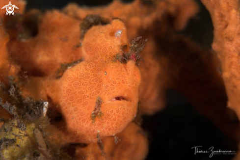 A Frogfish 