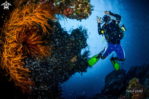 A Reef, Diver and Glass fish