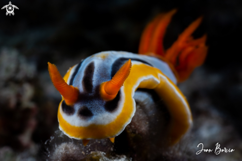 A Chromodoris annae | Chromodoris annae