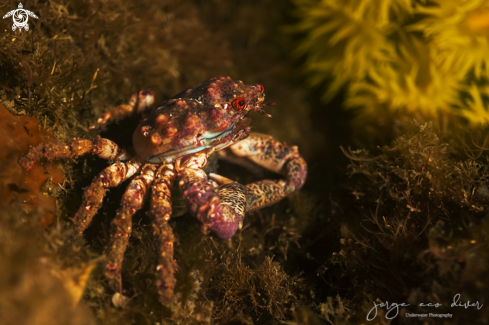 A Coral crab