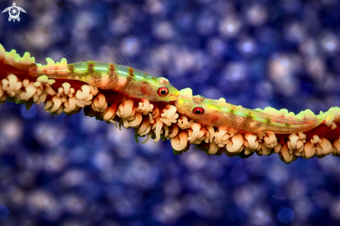 A Bryaninops yongei | GOBY