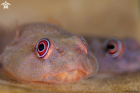 A Acyrtus artius  | Papillate Clingfish