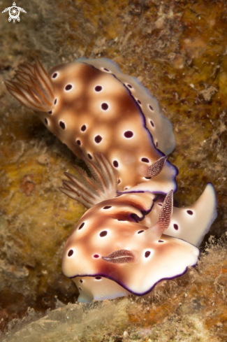 A Hypselodoris tryoni